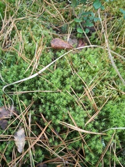 Aulacomnium palustre