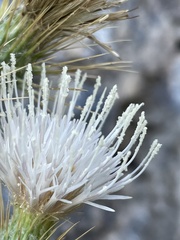 Cirsium inamoenum