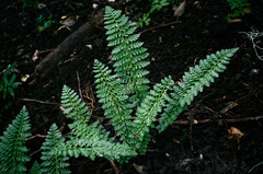 Polystichum andinum