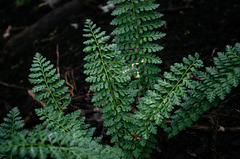 Polystichum andinum