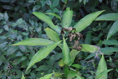Pollia japonica