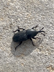 Scyphophorus