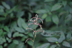 Pollia japonica