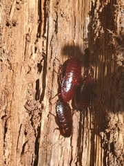 Eurycotis floridana
