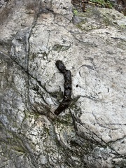 Hystrix africaeaustralis