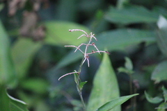 Pollia japonica
