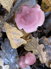 Mycena rosea