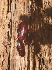 Eurycotis floridana