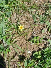 Romulea flava