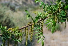 Juglans