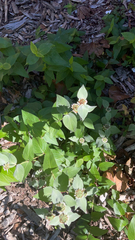 Pycnanthemum muticum