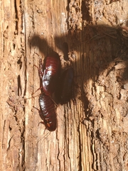 Eurycotis floridana
