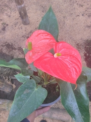Anthurium andraeanum