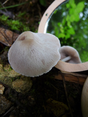Mycena pura