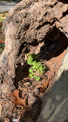 Adiantum capillus-veneris