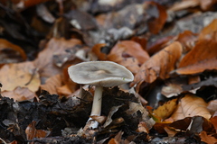 Pluteus salicinus