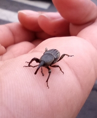 Cosmopolites sordidus