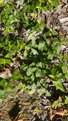 Asparagus asparagoides