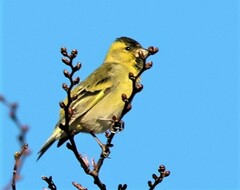 Spinus barbatus
