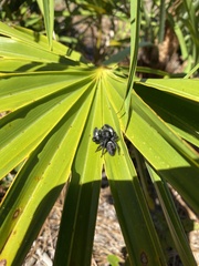 Phidippus regius