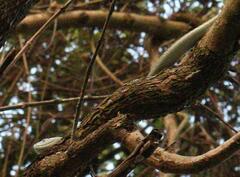 Dendroaspis polylepis