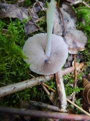Mycena pura