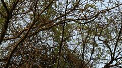 Dendroaspis polylepis