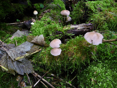 Mycena pura