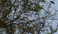 Dendroaspis polylepis