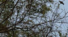 Dendroaspis polylepis