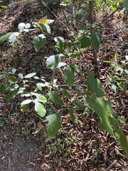 Fraxinus berlandieriana