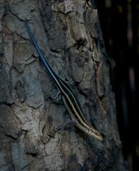 Trachylepis margaritifera