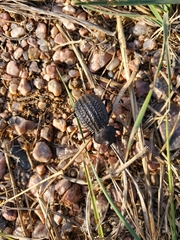 Philolithus sordidus