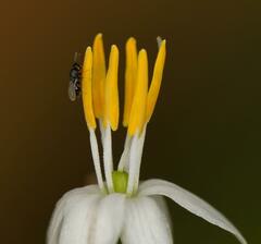 Eurytominae