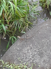 Basiliscus basiliscus