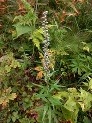 Artemisia integrifolia