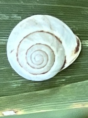 Helicina orbiculata