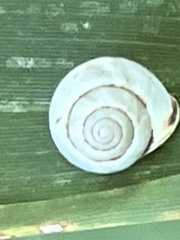 Helicina orbiculata