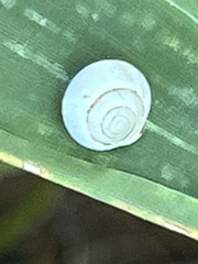 Helicina orbiculata