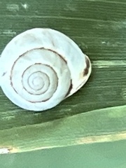 Helicina orbiculata