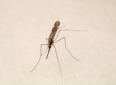 Anopheles punctipennis