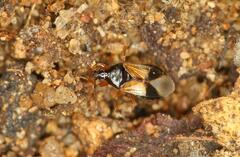Anthocoridae