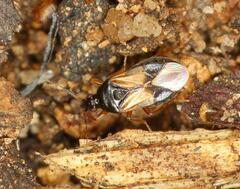 Anthocoridae
