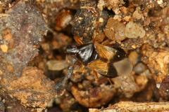 Anthocoridae