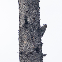 Sphyrapicus thyroideus