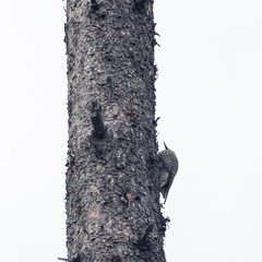 Sphyrapicus thyroideus