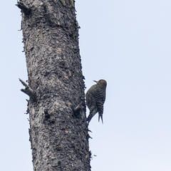 Sphyrapicus thyroideus