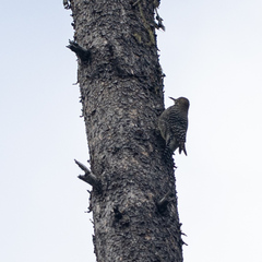 Sphyrapicus thyroideus