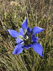 Gentiana autumnalis