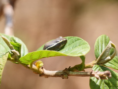 Heterixalus betsileo